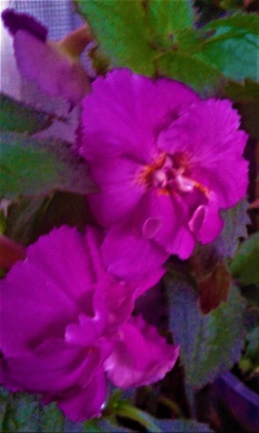  - 000013 ACHIMENES