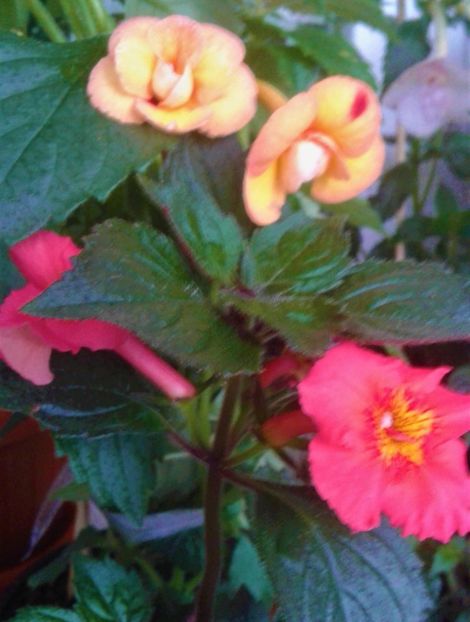  - 000013 ACHIMENES