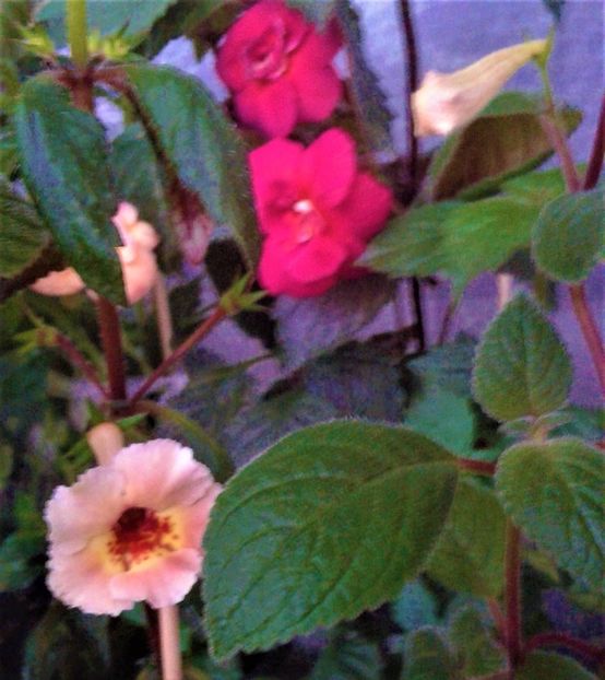  - 000013 ACHIMENES