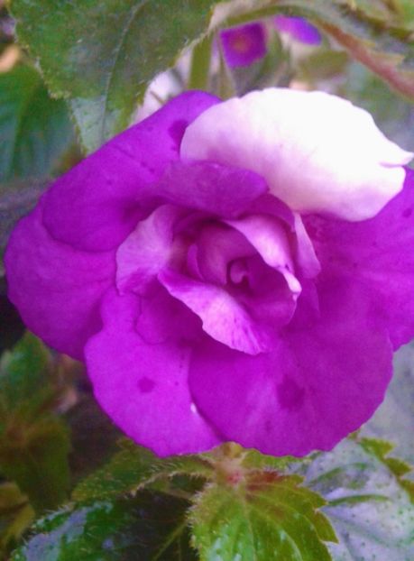 20220626_072751-1 - 000013 ACHIMENES