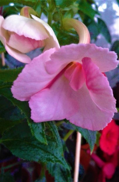  - 000013 ACHIMENES