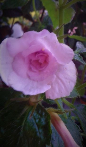  - 000013 ACHIMENES