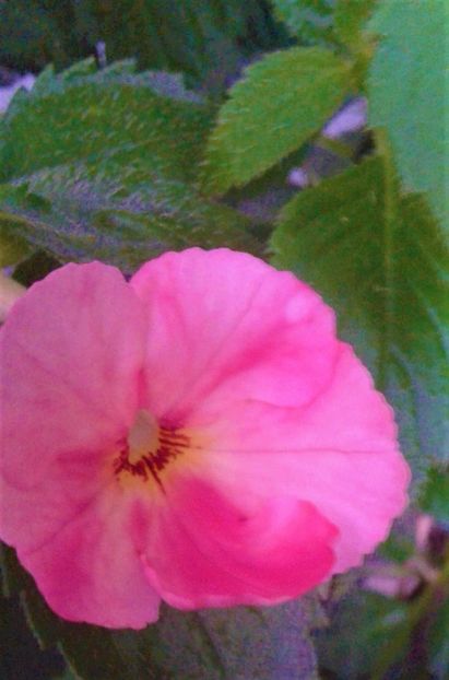  - 000013 ACHIMENES