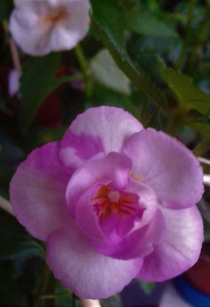  - 000013 ACHIMENES