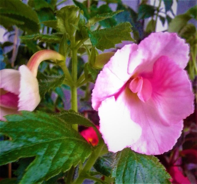  - 000013 ACHIMENES