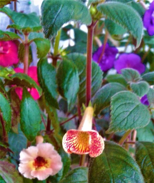  - 000013 ACHIMENES