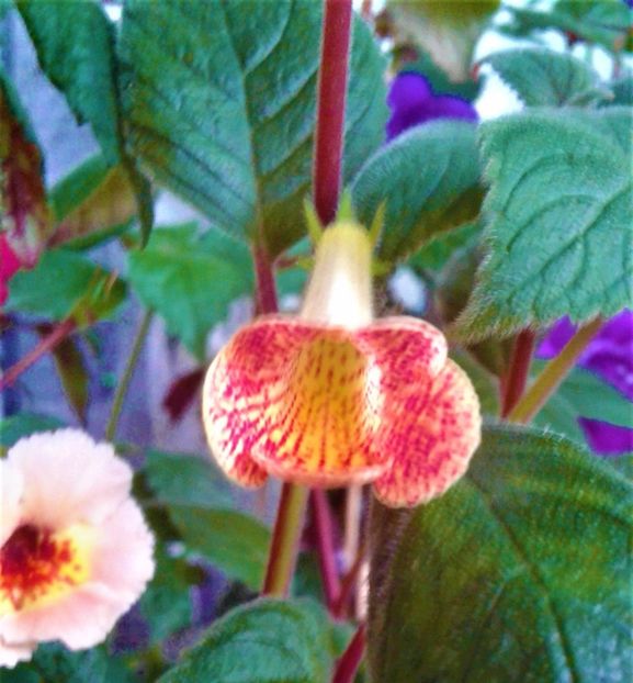  - 000013 ACHIMENES