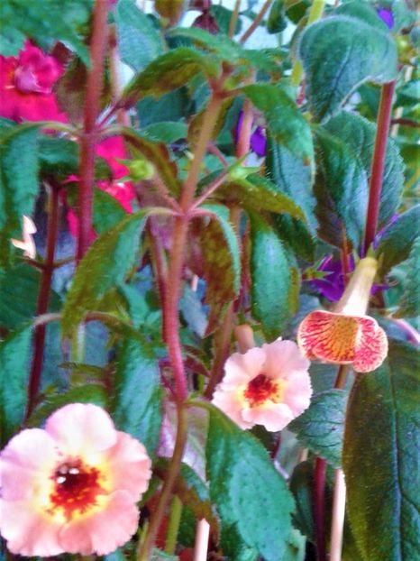  - 000013 ACHIMENES