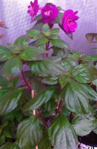  - 000013 ACHIMENES