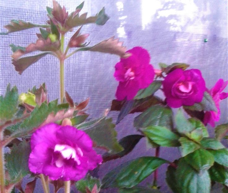  - 000013 ACHIMENES
