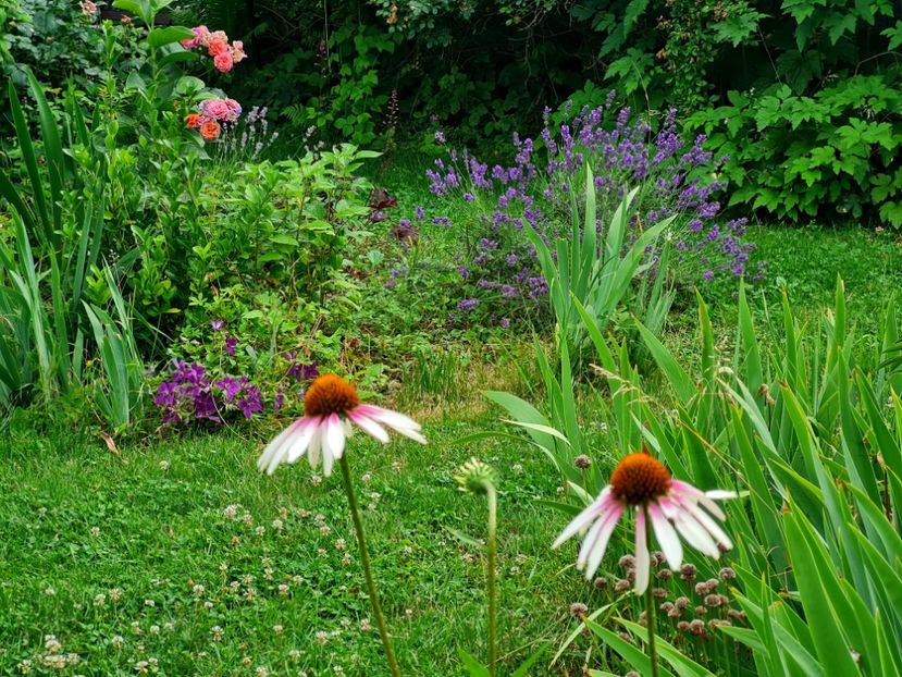 Echinaceea Pretty Parasol - 2022_Perene Iunie