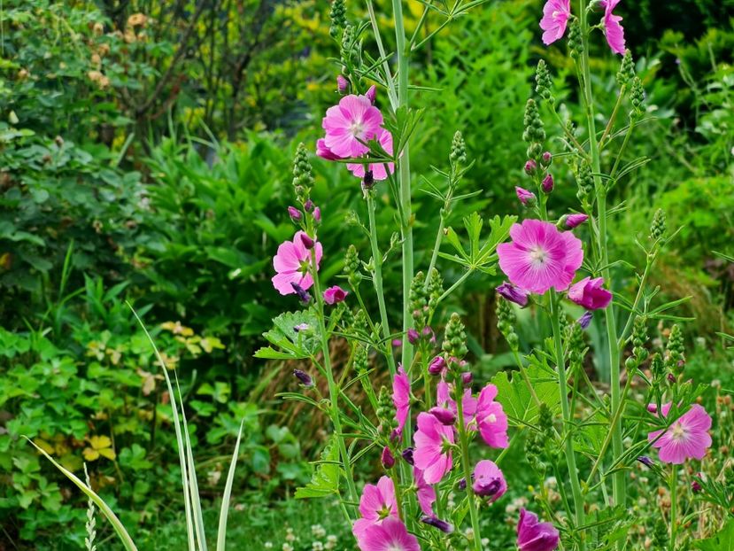 Sidalceea Party Girl - 2022_Perene Iunie