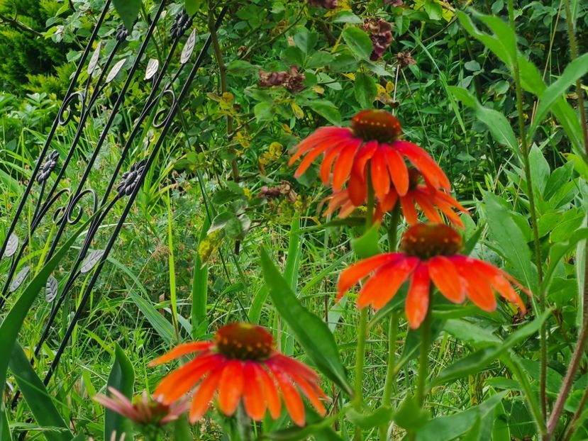 Echinaceea Hot Papaya - 2022_Perene Iunie