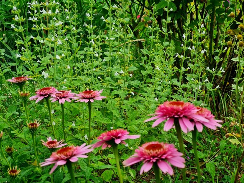 Echinaceea Butterfly Kiss -Adela 2021-colt Chewbluemore - 2022_Perene Iunie