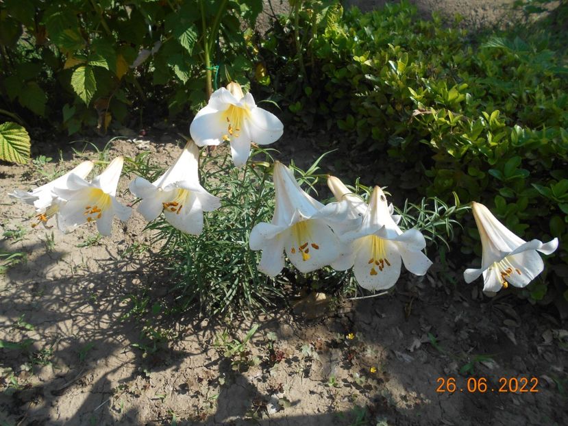  - 02 Hemerocalisi-hibiscusi-crini