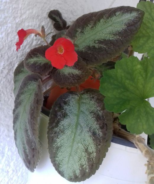  - Episcia