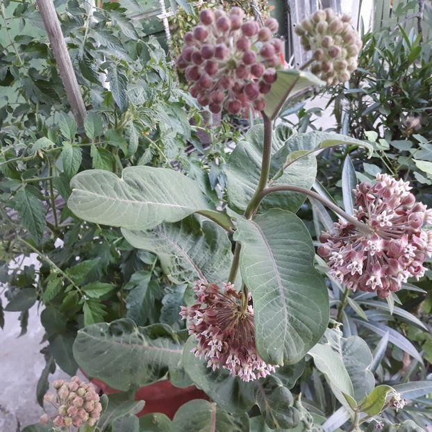  - Asclepias siryaca - papagal
