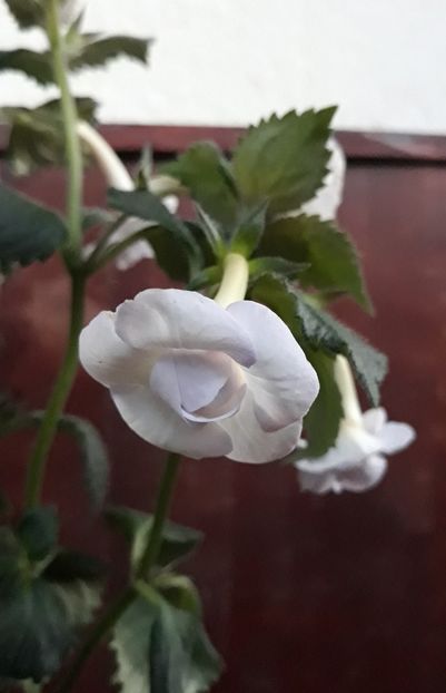  - 0001 2022 - BriD s APHRODITE