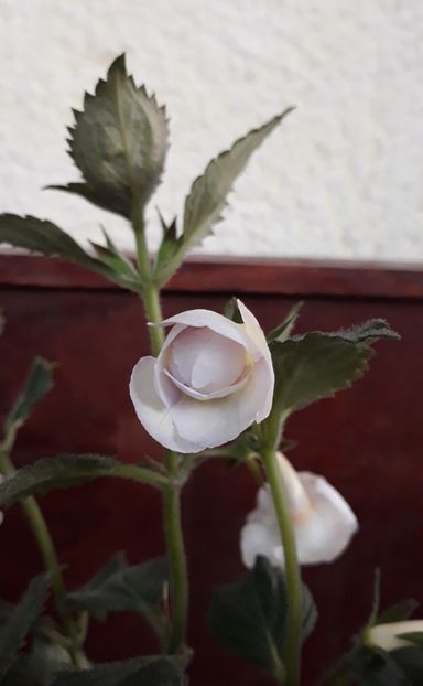  - 0001 2022 - BriD s APHRODITE