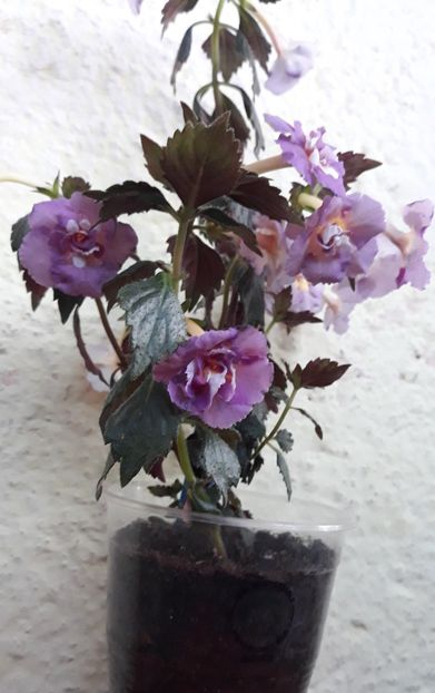  - 0001 2022 - BriD s Adie