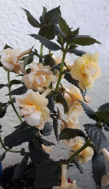  - 0001 2022 - BriD s LIMONELLA