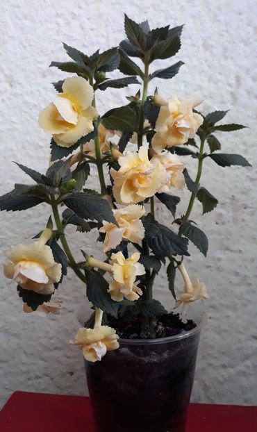  - 0001 2022 - BriD s LIMONELLA