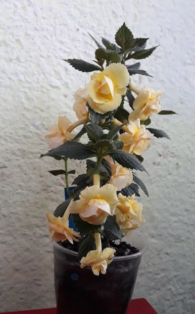  - 0001 2022 - BriD s LIMONELLA