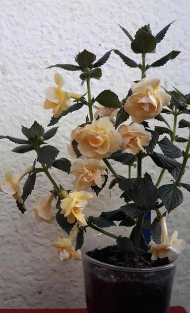  - 0001 2022 - BriD s LIMONELLA