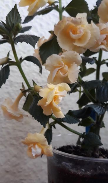  - 0001 2022 - BriD s LIMONELLA