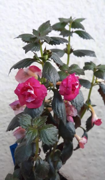  - 0001 2022 - Aurika Ashcroft