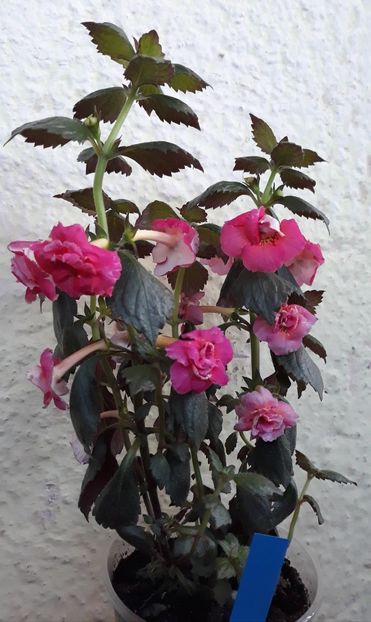  - 0001 2022 - Aurika Ashcroft