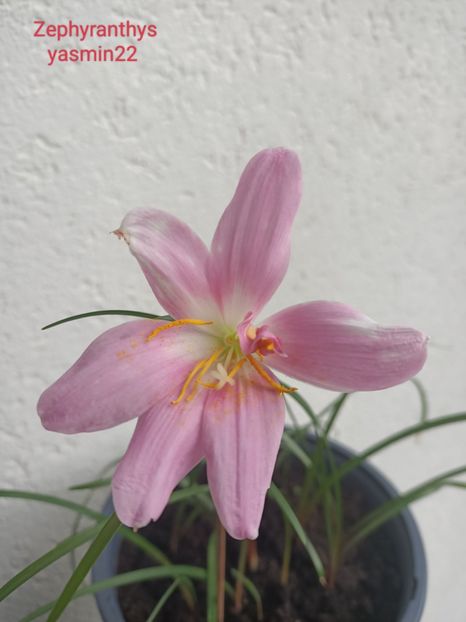 27.06.2022 - X-Zephyranthes
