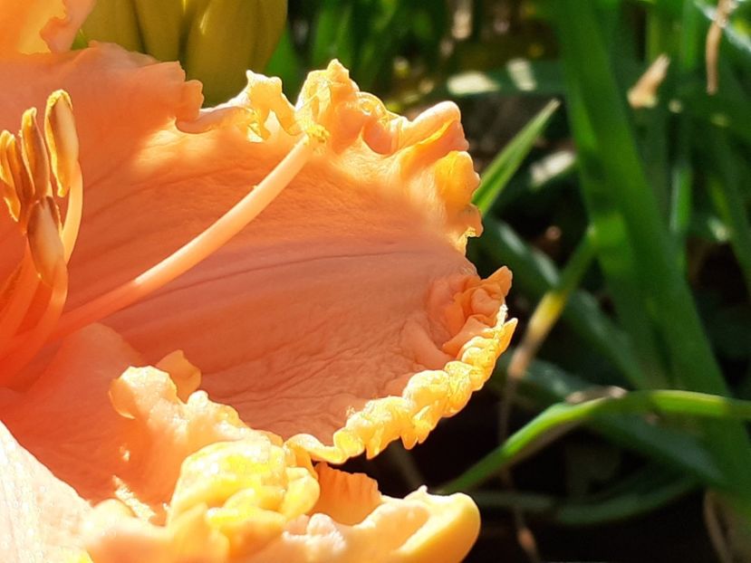  - Orange Cream - Floarea