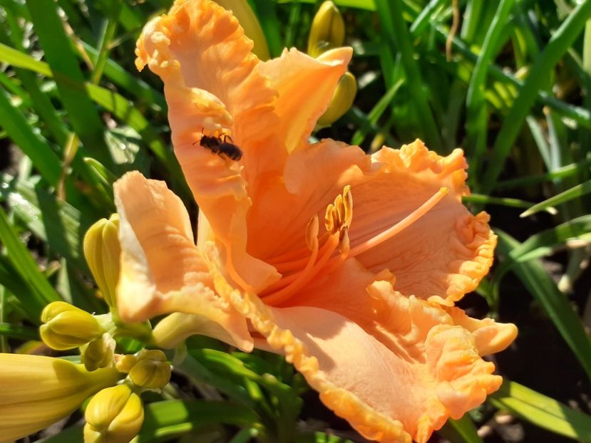  - Orange Cream - Floarea