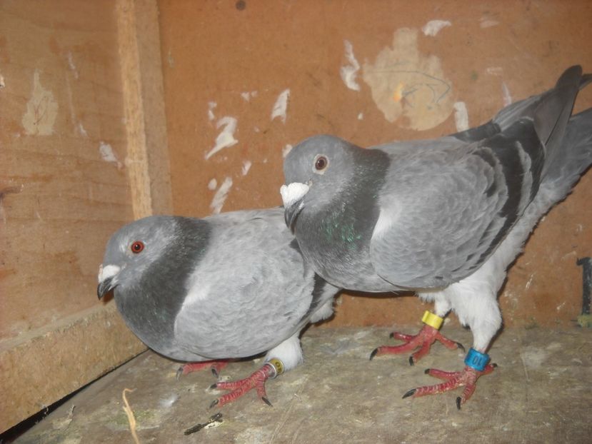  - UNDEVA IN SUCEAVA arhiva