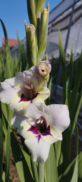  - Gladiole 2022