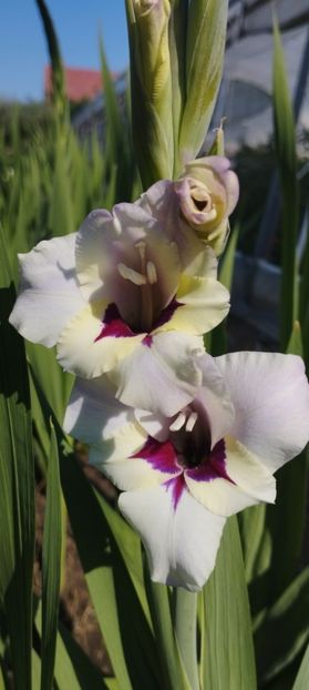  - Gladiole 2022