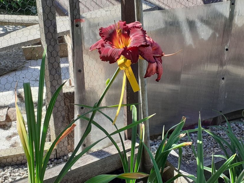  - Boitzer Glowing Darkness