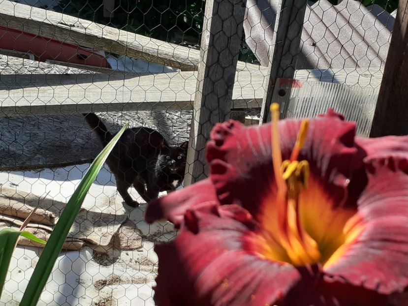  - Boitzer Glowing Darkness