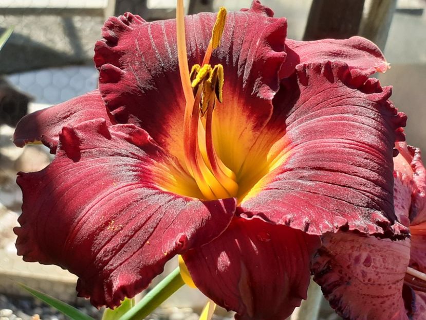  - Boitzer Glowing Darkness