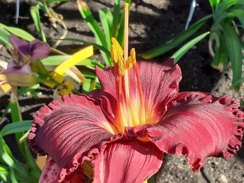  - Boitzer Glowing Darkness