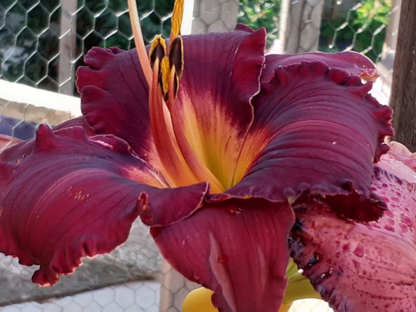  - Boitzer Glowing Darkness