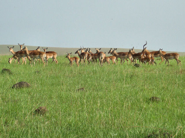 antilope - poze animale
