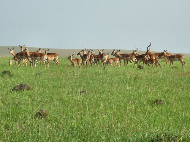 antilope