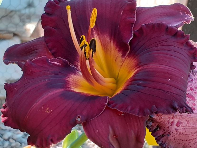  - Boitzer Glowing Darkness