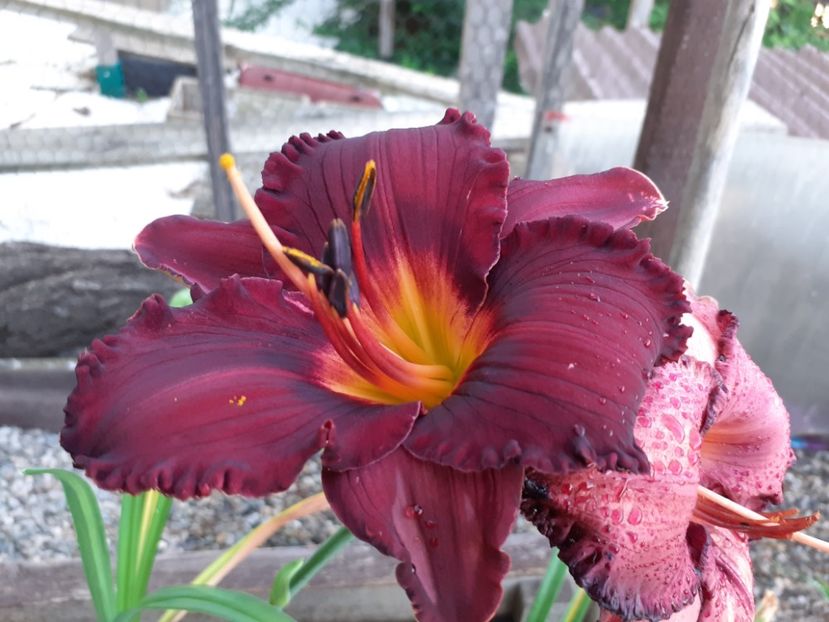  - Boitzer Glowing Darkness