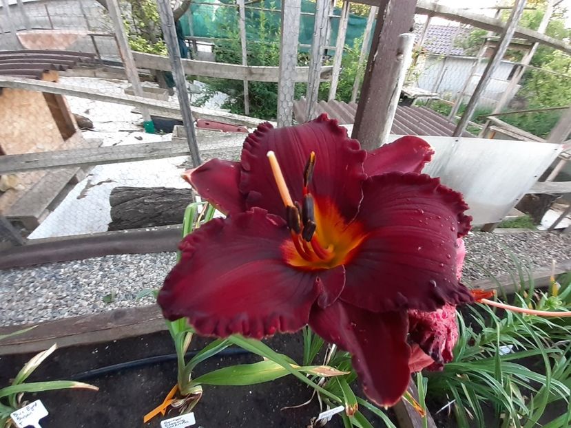  - Boitzer Glowing Darkness