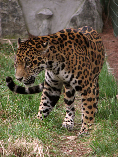 jaguar