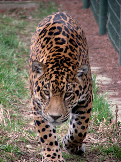 poza_jaguar - poze animale