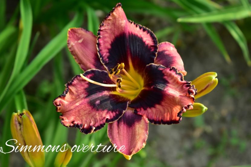 AddText_06-27-09.02.52 - Hemerocallis 2022